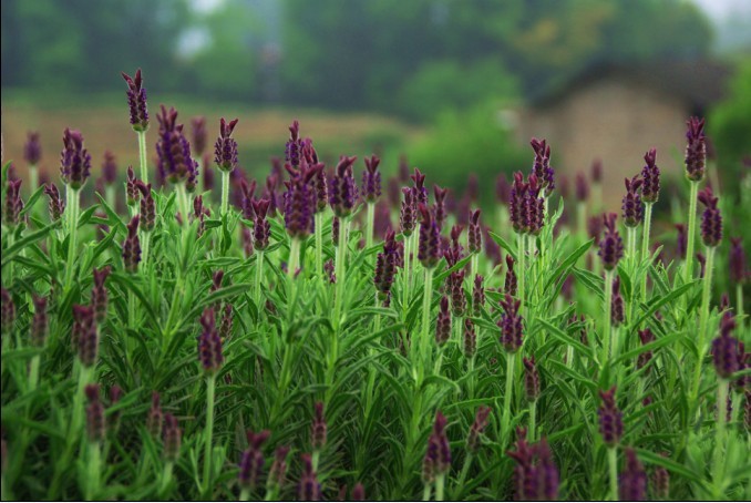 2013五一南川大观熏衣草+金佛山高山杜鹃--亲