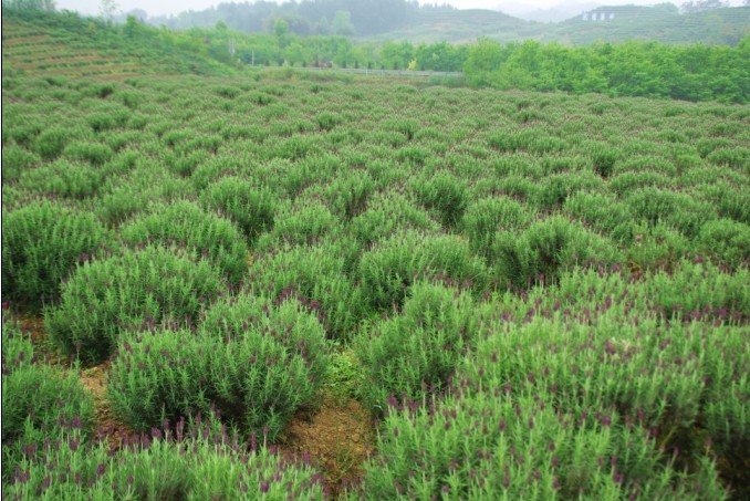 2013五一南川大观熏衣草+金佛山高山杜鹃--亲