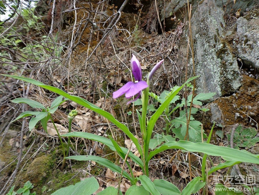 说走就走--一个人的虎跳峡 - 驴行游记