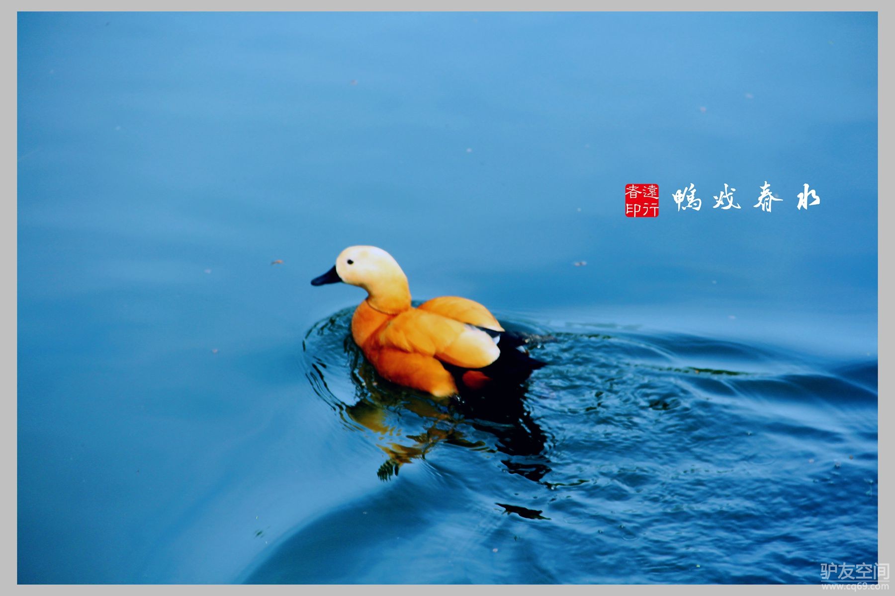 51参赛+鸭戏春水 - 驴行魅影